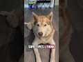 Just a Cute & Forgetful Doggo #cutedogvideo #cutepets #beautifuldog #siberianhusky #funnydogvideo