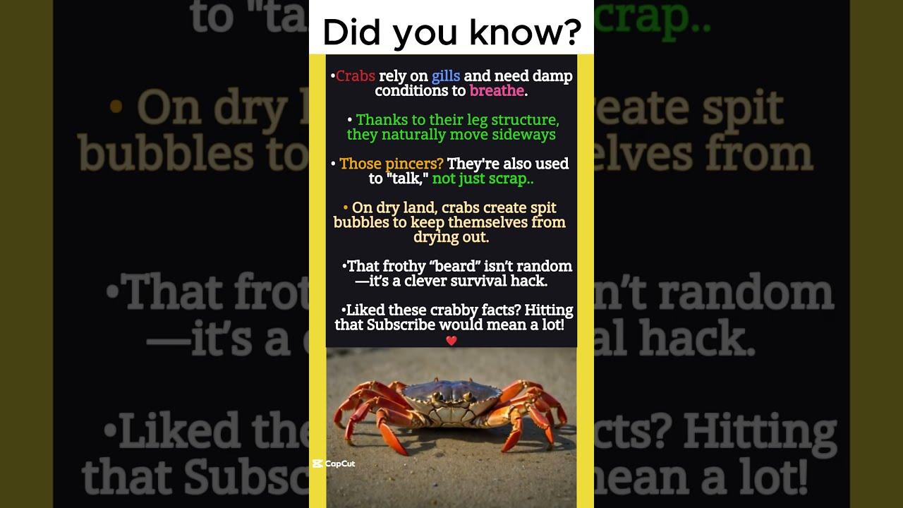 Crabs Blow Bubbles?! The Wild Reason Why… 