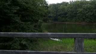20150821 3 舟田池周囲にカラスが