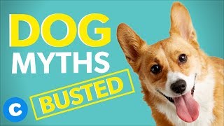 10 Common Dog Myths Busted | Chewy