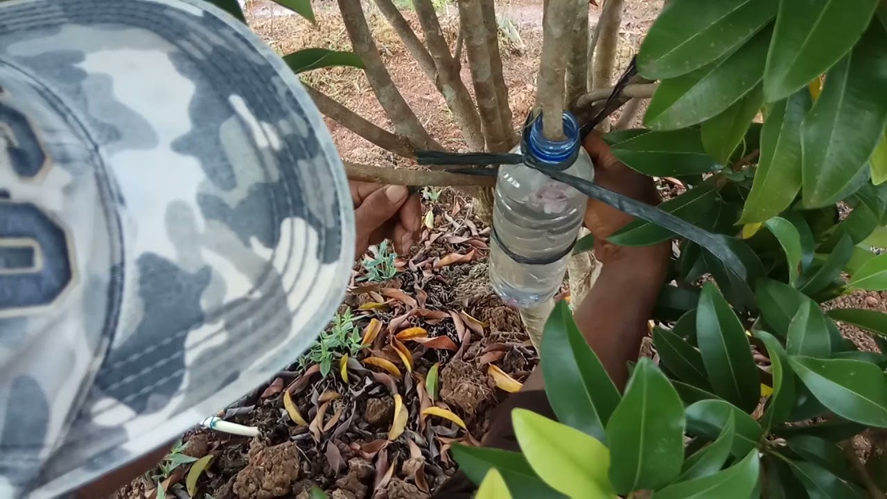 Mencangkok Tanaman Sawo dengan menggunakan media air