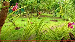 FARM LOT FOR SALE Property #66 4,734 SQM , SAN PABLO CITY , LAGUNA TITLED