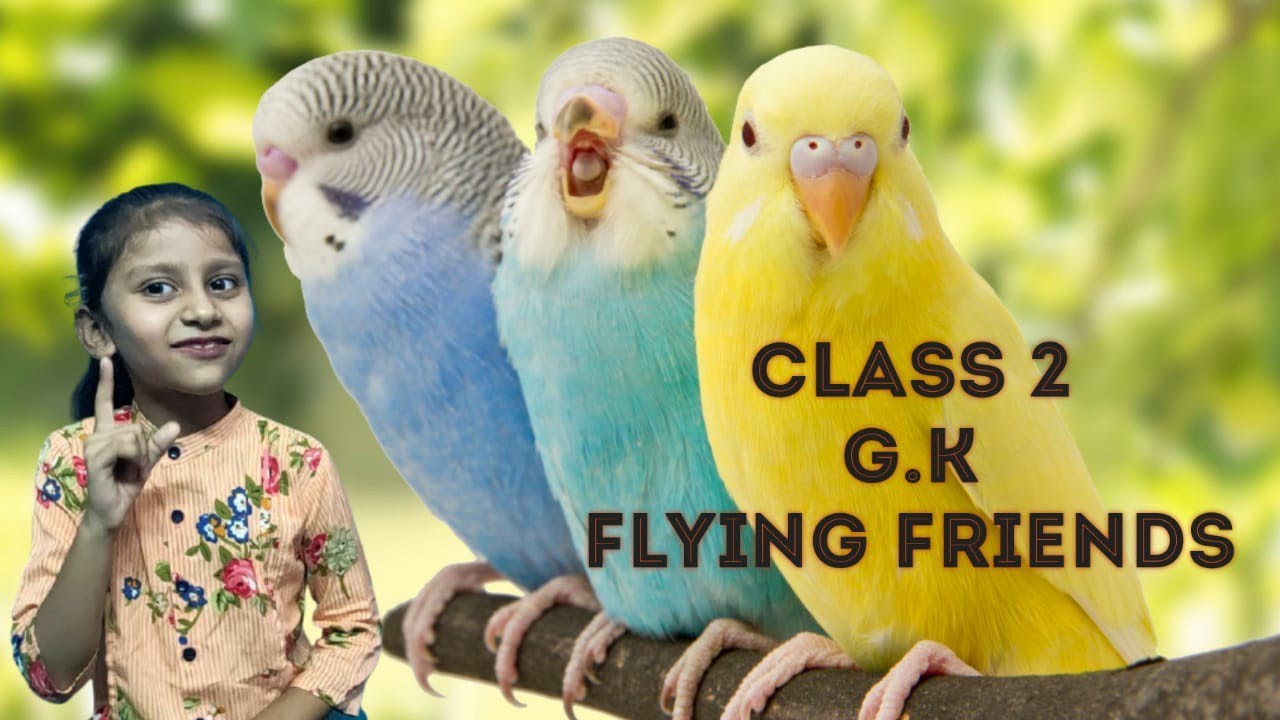 Birds / Class 2 G.K Flying Friends by Drashti Butani