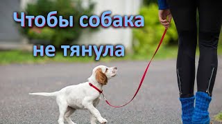 Собака тянет поводок - как научить ходить на провисшем поводке. Развернутый ответ.