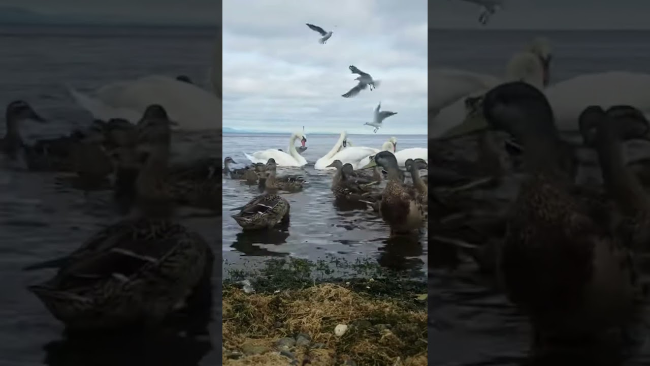 SO MANY HUNGRY MUTE SWANS🦢MALLARD DUCKS🦆LOUGH NEAGH🧞‍♂️OXFORD ISLAND NATURE RESERVE IRELAND🇮🇪LIKE🙏🏻