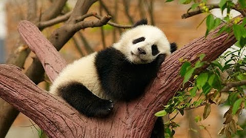 Syllabus & Canvas Intro