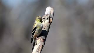 Goldfinch in Drab Winter Plumage