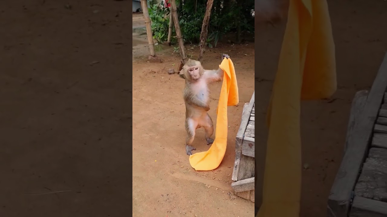 Shally Can't Stop Playing with the Scarf  #monkey #funny #cute #animals #babymonkey #shally #yaya