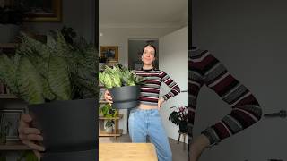 Snake Plant Repotting and rot rescue #PlantCareTips #Sansevieria #MotherInLawsTongue Content