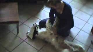 Gizmo Får En Nusser