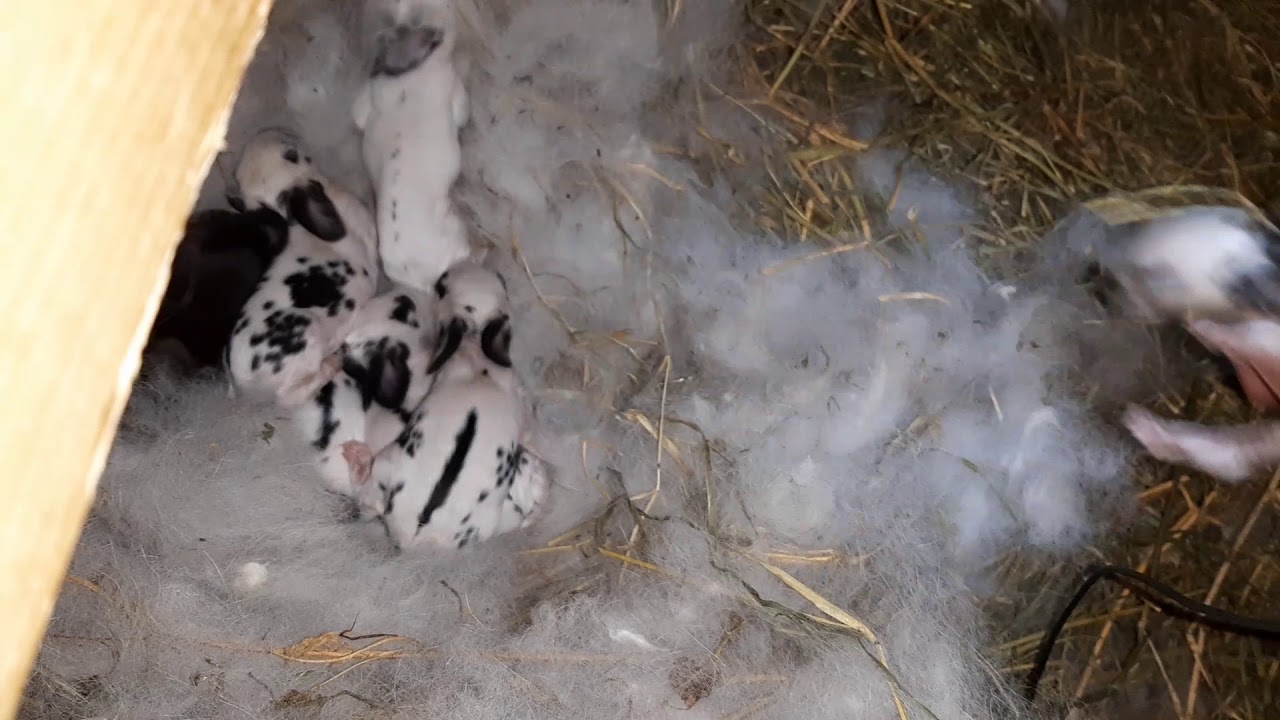 evoluția puilor dintre Fluture German și Fluturică Belgiană 😉😁👍