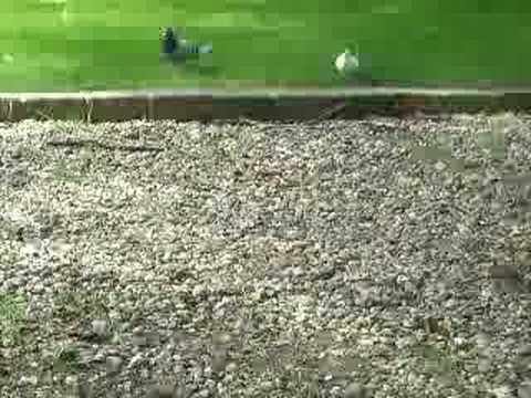 Un Pigeon Blanc Passe 