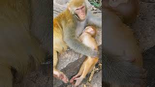 Close Encounters with #WildAnimals: Monkey Madness 🐒 #TikTokMagic Profile
