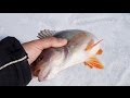 Окунь на балансир зимой| Активный клев в глухозимье | Зимняя рыбалка на балансир