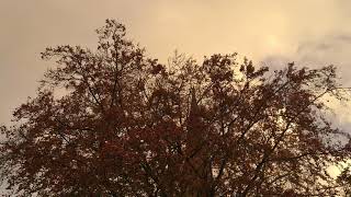 Copper Beech - crown - November 2018