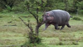 Download Lagu Hipopótamo Correndo Muito Rápido MP3