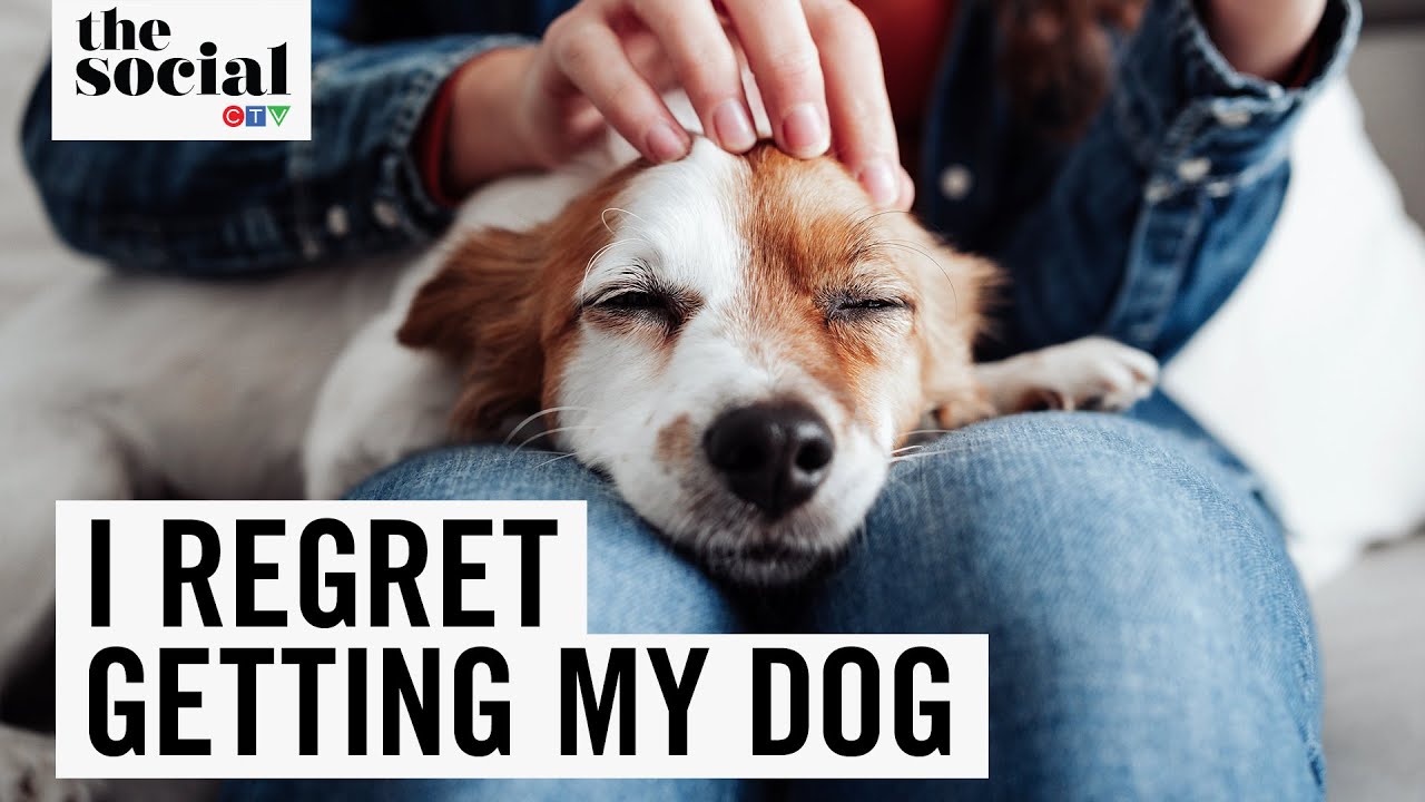 "I Regret Getting my Family Dog" | The Social