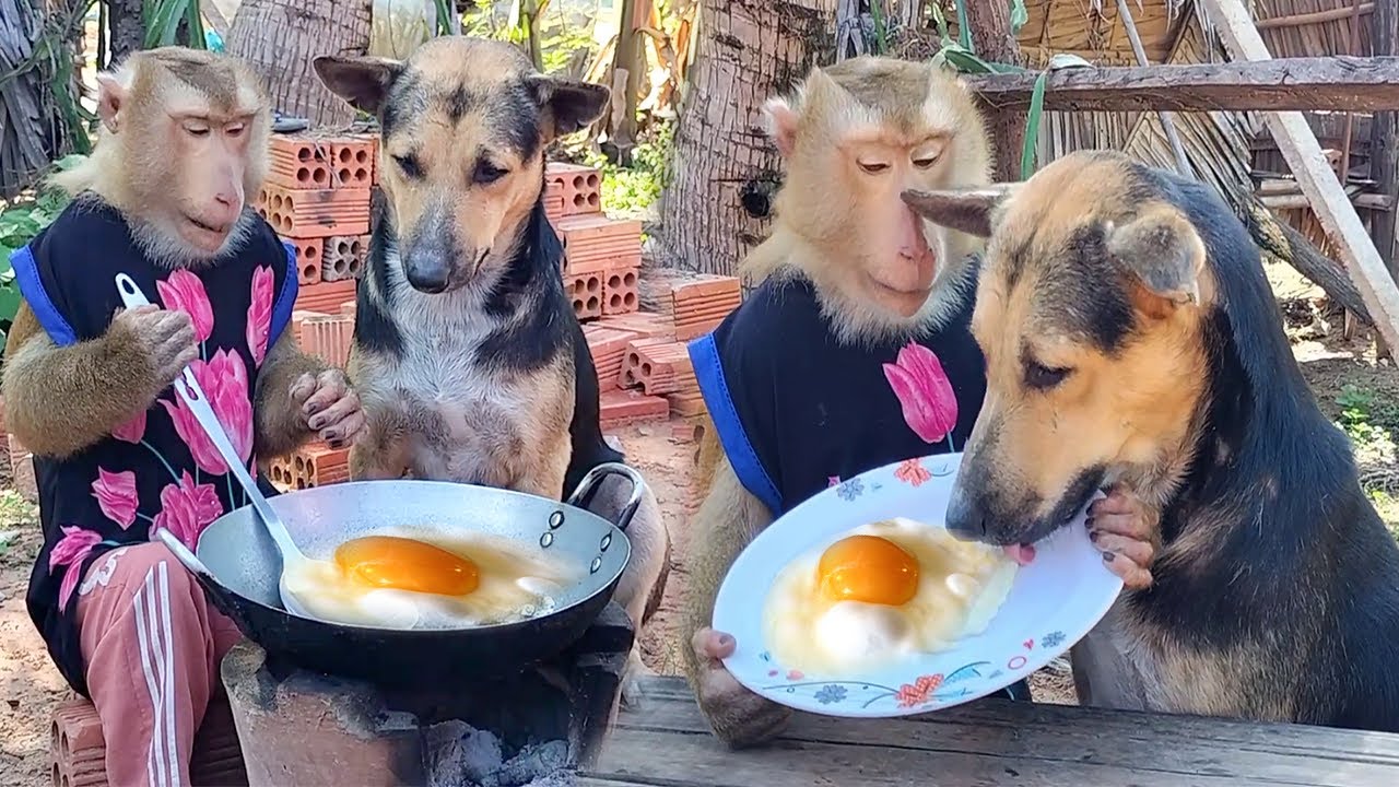 SokYaa Cook Fresh Eggs and Share With Dogs - This Breakfast Together is So Sweet