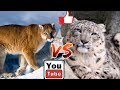 Снежный барс против пумы. Puma against Snow Leopard. Animals Battle.