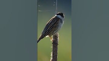 Reed Bunting SongBird #nature #bird #wildlife #songbird #reed #bunting #beautiful #VildKast HA44365