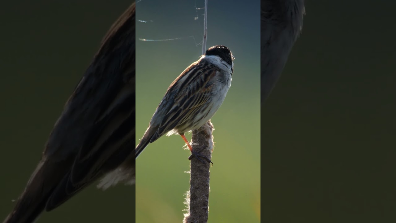 Reed Bunting SongBird 
