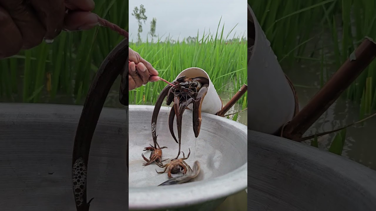 Traditional Plastic Pipe Fishing Technique 