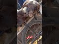 حمرة الراس