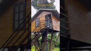 Ultimate tree house 😃 in ooty || most underated tree house resort in ooty #ooty #hiddenjems