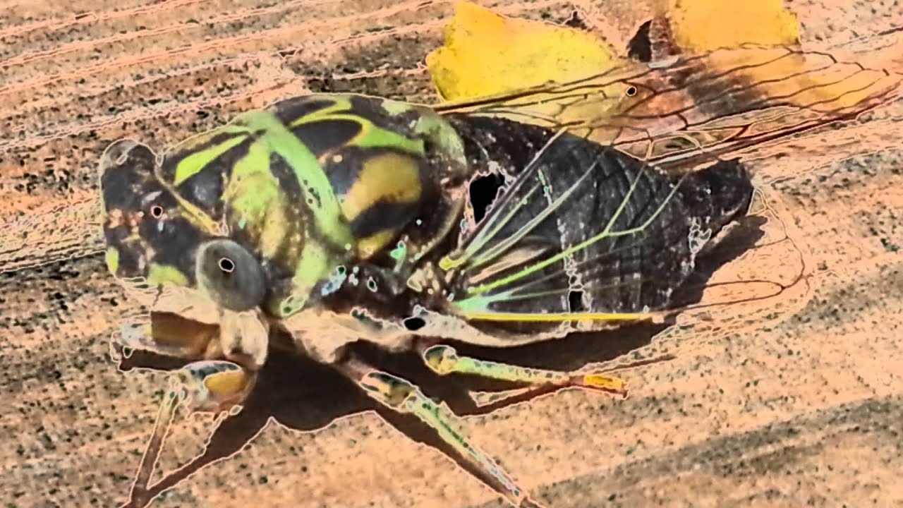Cicada 2013 Calling (Singing) Sound