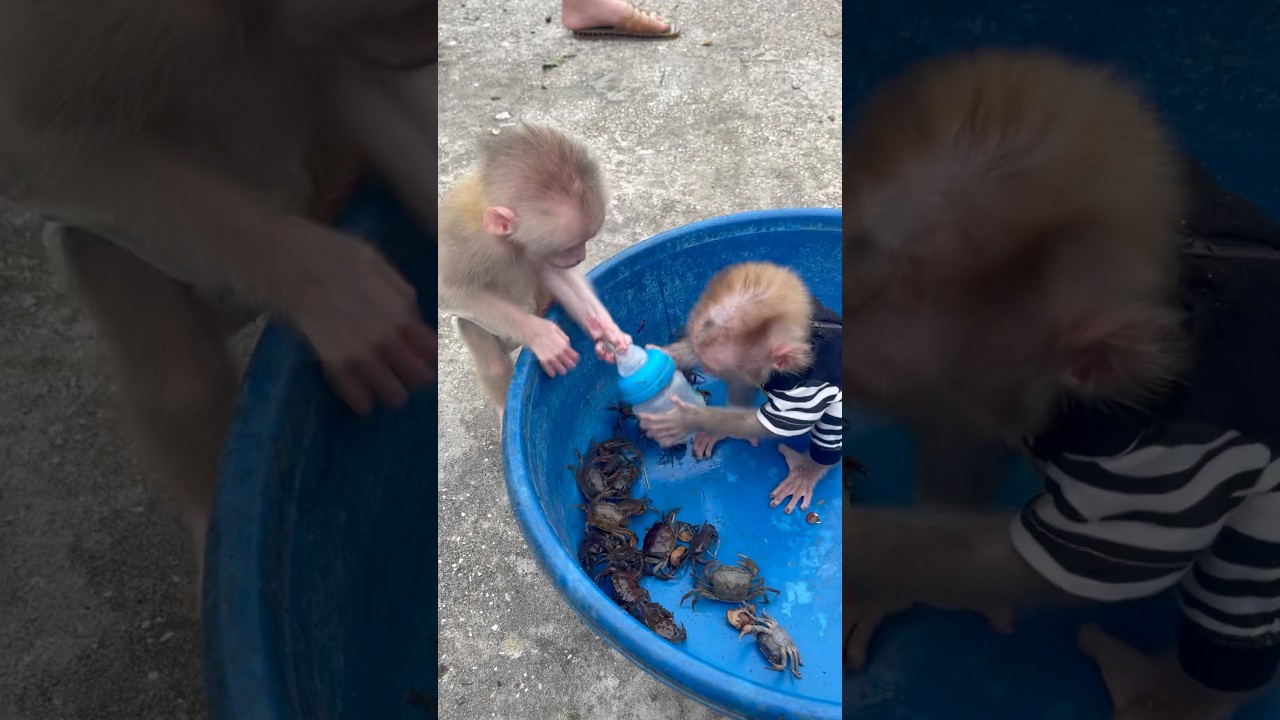 The baby monkey stole your milk bottle.