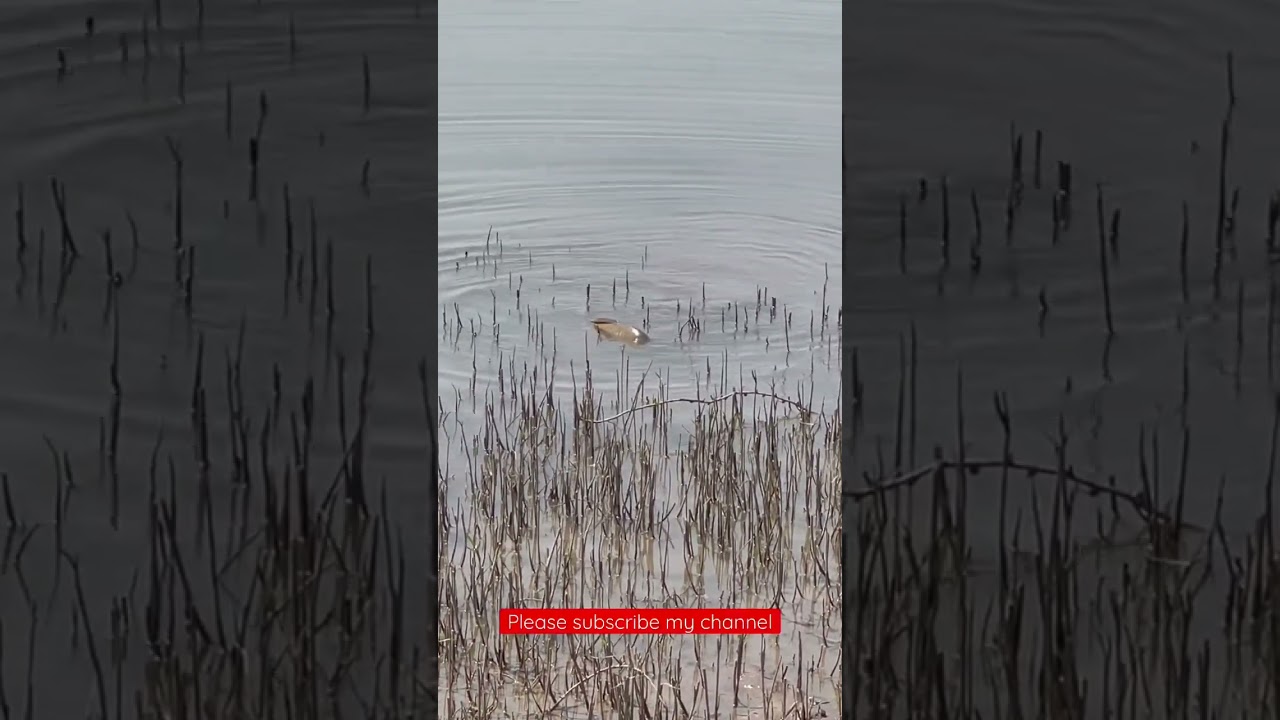 Goldfish searching for food ||amazing view ||village adventures/ village fishing 