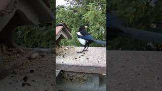 Magpie Quality Check: Only the best peanuts! 🥜🧐