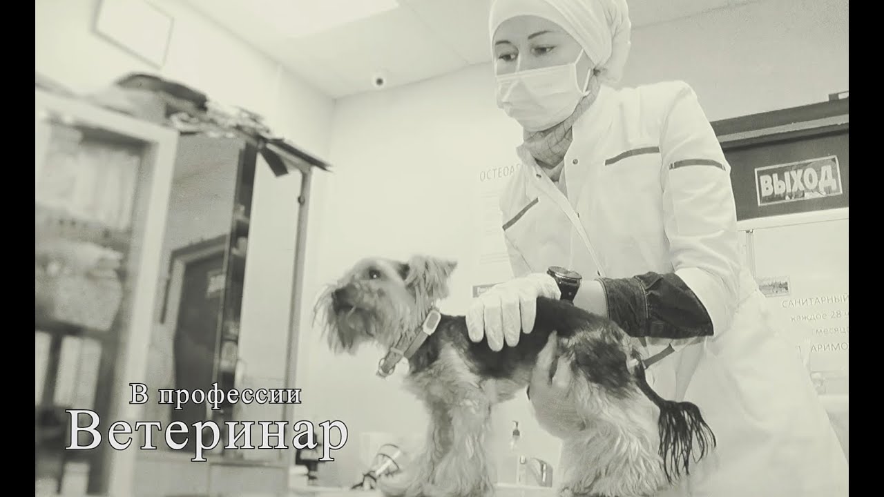 Программа "В профессии. Ветеринар", 13 мая, 2020
