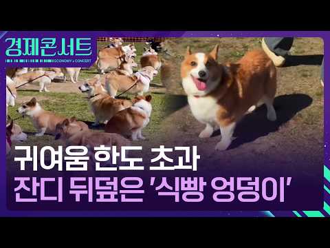 ‘Bread-Bun’ Butts Taking Over the Lawn… Corgi Festival Goes Viral [Economic Concert] / KBS 10/13/...