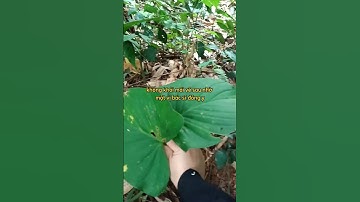 Cây thiên niên kiện chữa trị viêm khớp