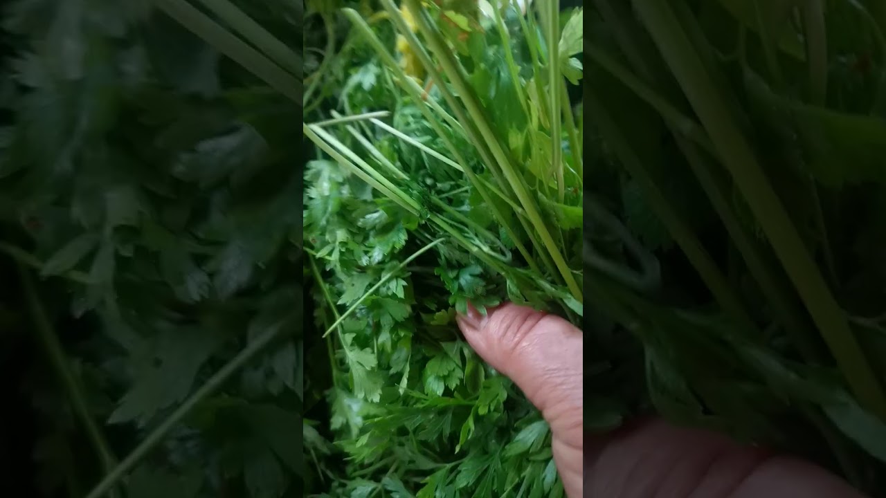 Cum se conservă bine pătrunjelul pentru iarna!