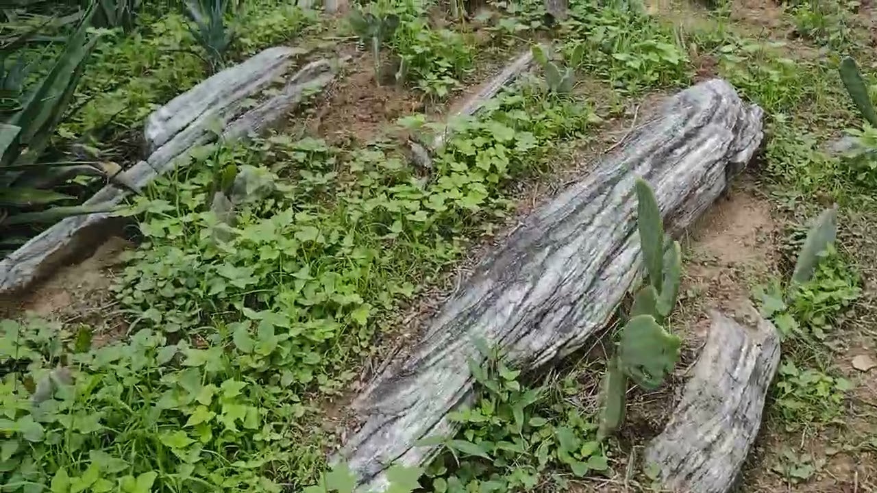 Na busca dos ovos de guiné + achei também o ninho da pavoa #vidanaroça #galinha #gratidão 