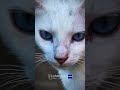 4k 120 fps on a catsin #vivox300pro #fps#viral #smooth #xiaomi14