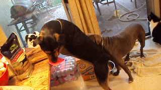 Rottweiler Attacking Pitbull