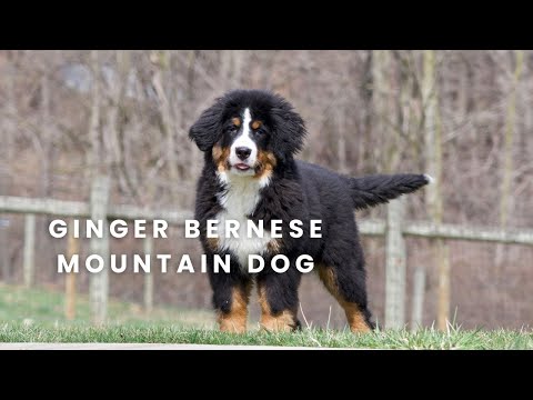 Ginger Our Available Bernese Mountain Dog Puppy Here at Mountain Dog Companion!