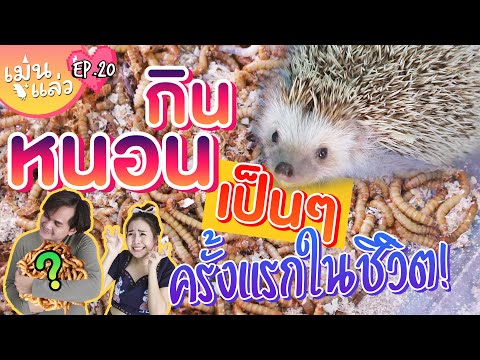 เม่นแล่ว EP.20 | เม่นแคระกินหนอนเป็นๆครั้งแรกในชีวิต!!!