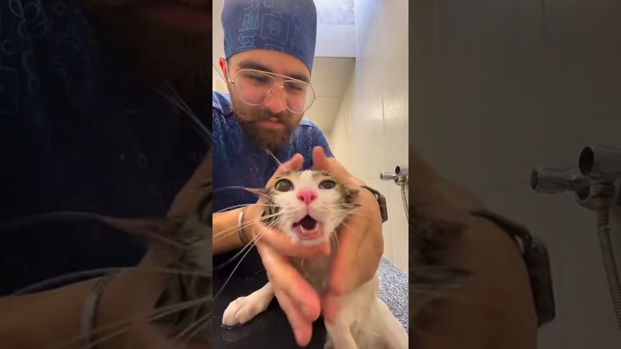 😹 Cat’s First Bath Gone Wrong | Funniest Cat Bathing Reactions Ever! 🛁🐾