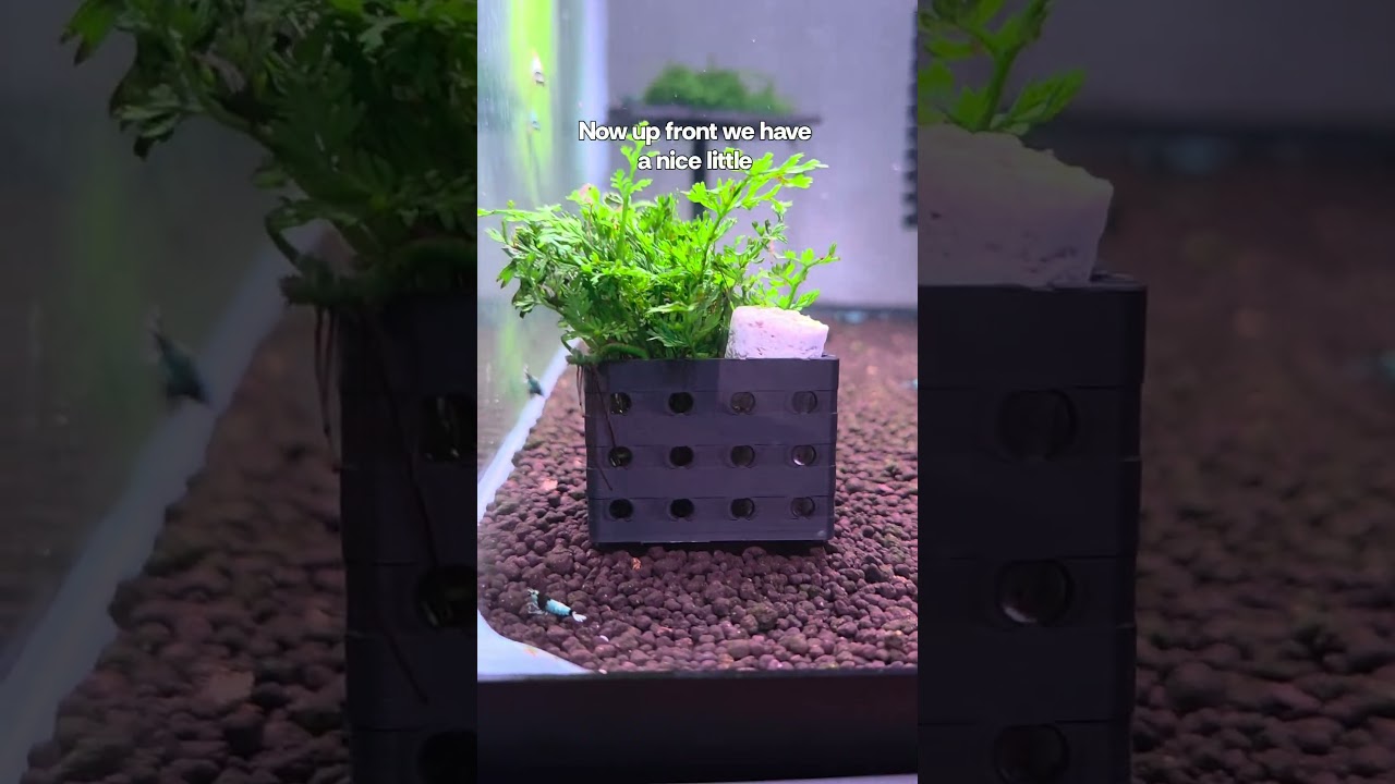 Using 3d printed accessories in my shrimp tanks