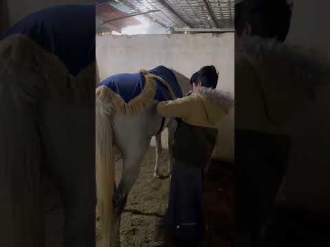 مربط اشواق جاسر 