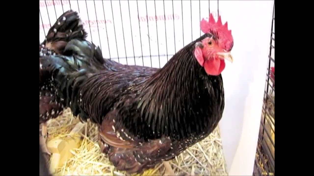 Sussex braun-porzellanfarbig,  CH Schüpbach 2024