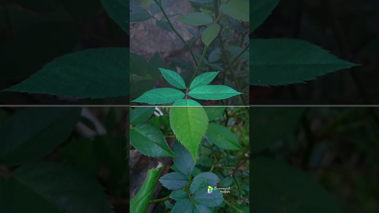 Mody Flower Lightroom colour grading