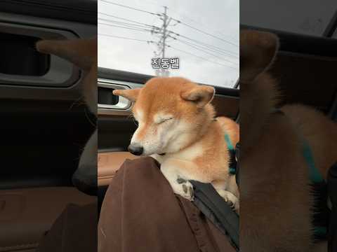 진동벨이된 시바견 <strong>곰이</strong> ㅋㅋ