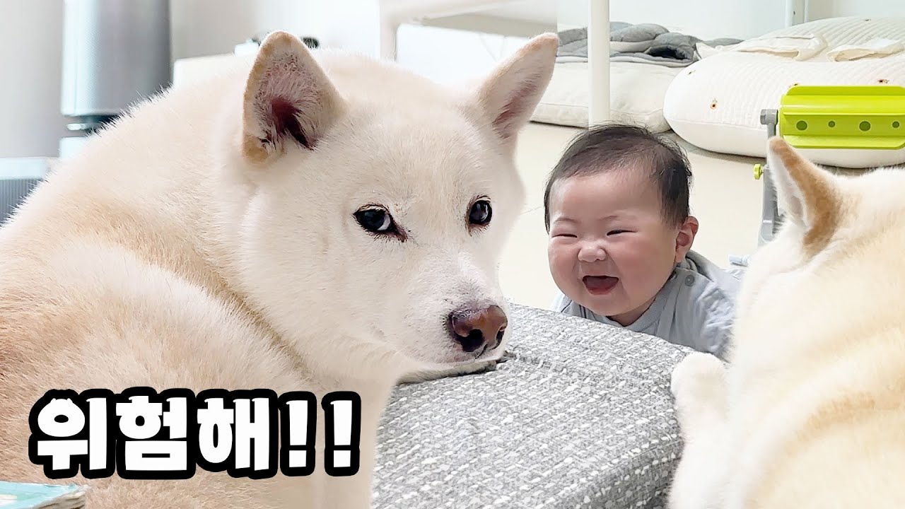 다른 개로부터 아기를 지켜주는 충성심 강한 시바견..!!
