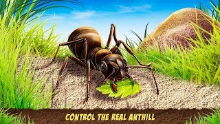 Ant Empire Simulator Undergrowth Survival-By My Pocket Animals Studio screenshot 4