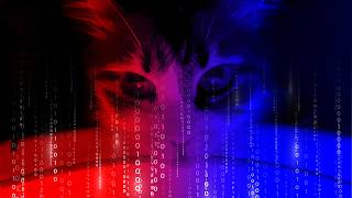 Cat drinking the Matrix loudly